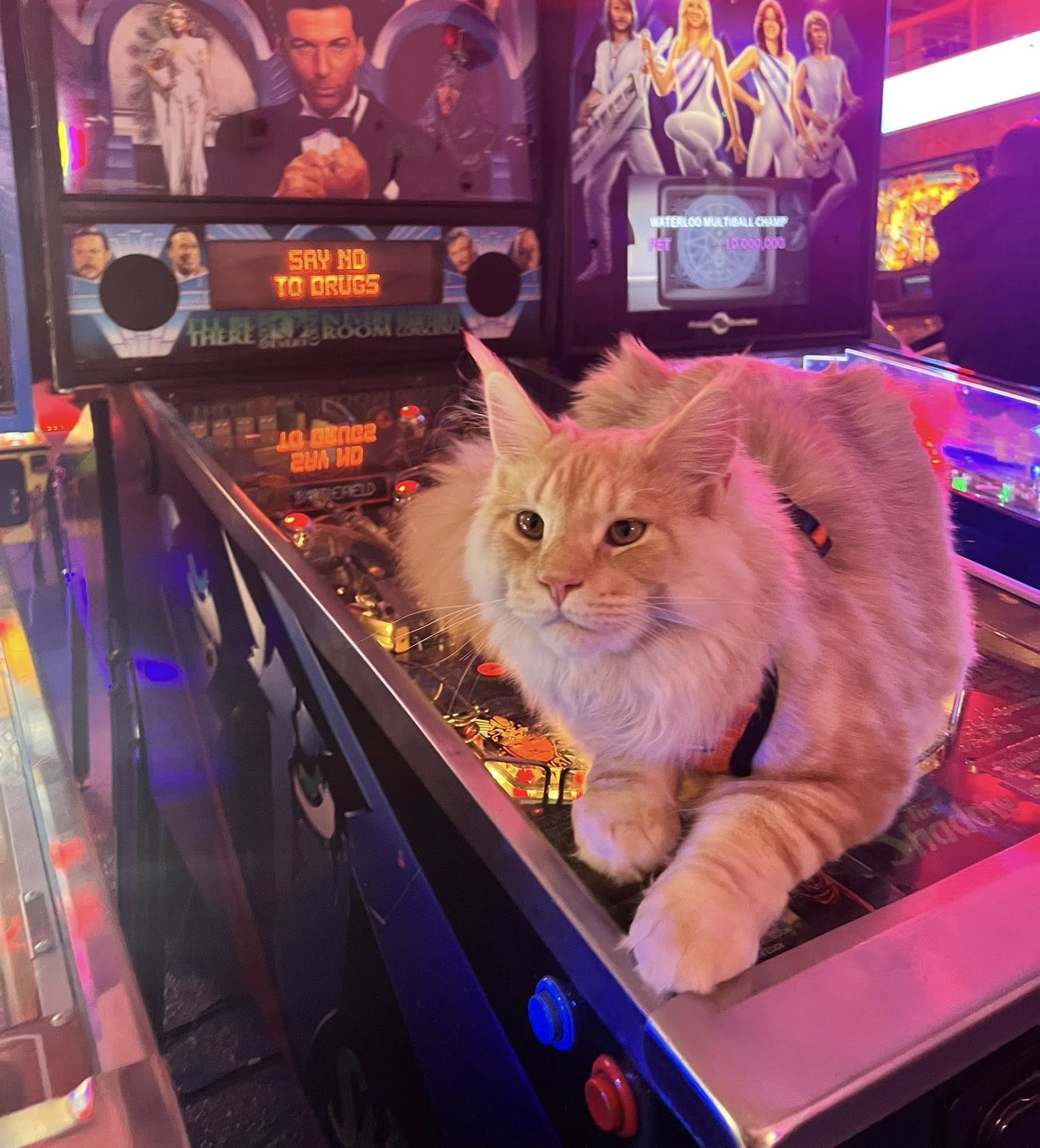 Hi I'm Dalton and I love pinball